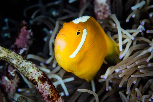 Bono blanco Anemonefish —  Fotos de Stock