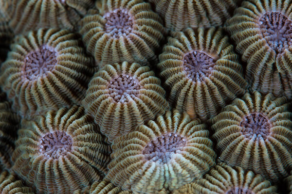 Detail of Coral Colony