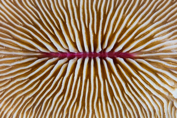 Mushroom Coral Abstract — Stock Photo, Image