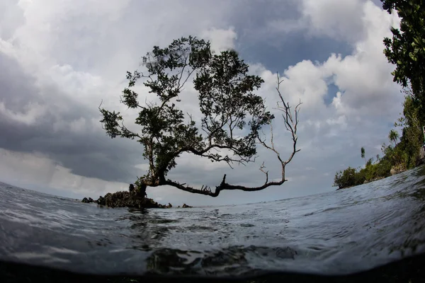 Árbol solitario en las Islas Salomón — Foto de Stock