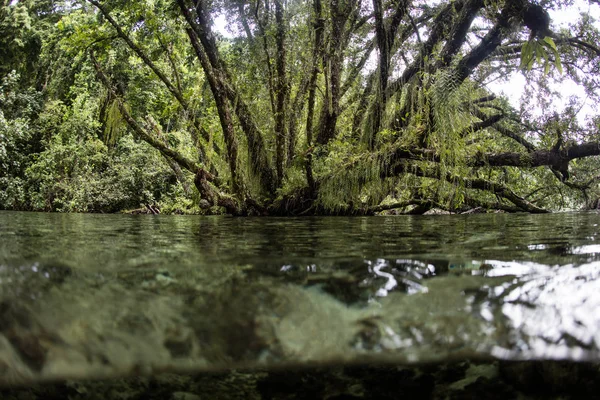 Selva y mar en las Islas Salomón — Foto de Stock