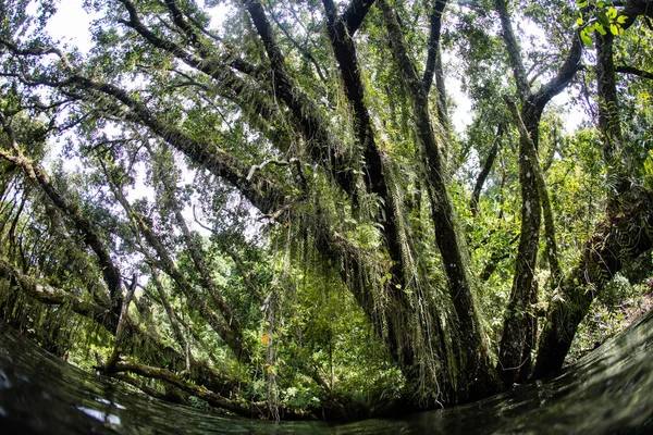 Yağmur ormanları ve Solomon Adaları'nda Epiphytes — Stok fotoğraf