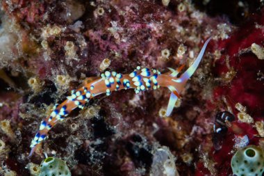 Renkli Flabellina Nudibranch