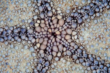 Yangın Dartfish tropikal Pasifik