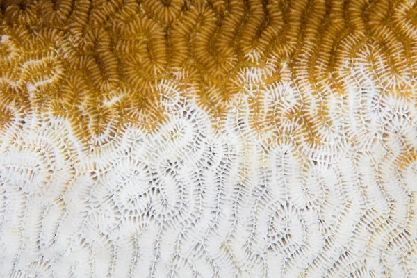 Bleaching Coral Colony Due to Climate Change — Stock Photo, Image