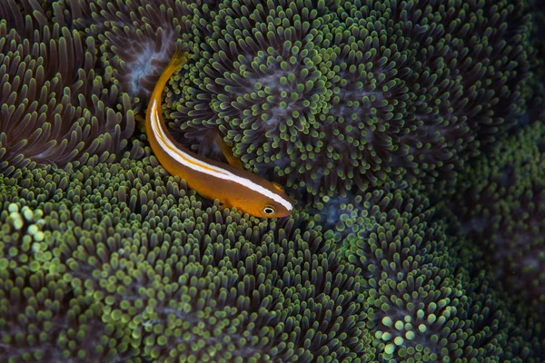 Помаранчевий Anemonefish і Anemone — стокове фото