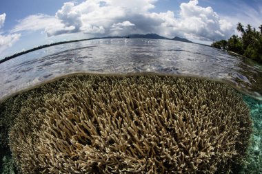 Solomon Adaları'nda kırılgan mercan