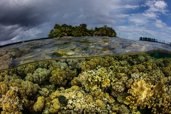 Koraller precis Under ytan i Salomonöarna — Stockfoto