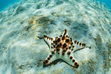 Raja Ampat yüzey altında kırılgan mercan