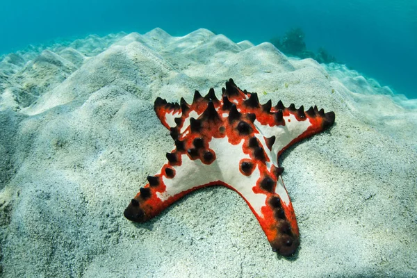 Zerbrechliche Korallen knapp unter der Oberfläche in Raja Ampat — Stockfoto