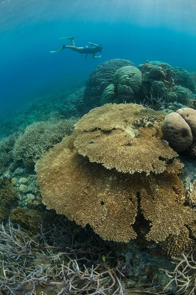 Fragile Corals Just Under Surface in Raja Ampat