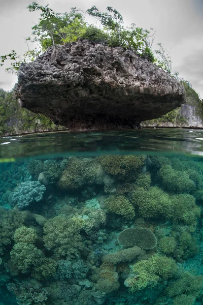 只是在表面拉贾安帕下脆弱的珊瑚 — 图库照片