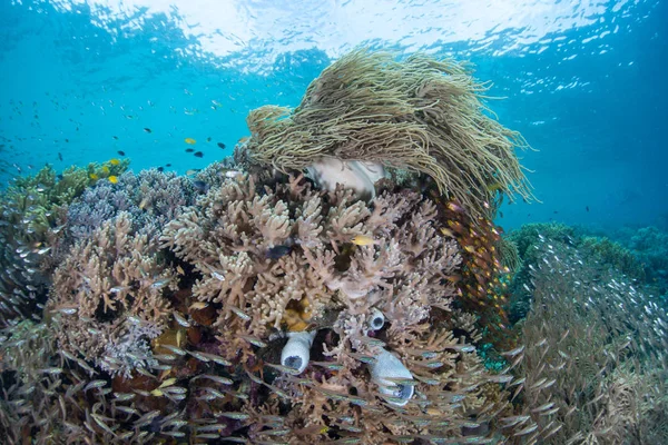 Corais frágeis logo abaixo da superfície em Raja Ampat — Fotografia de Stock
