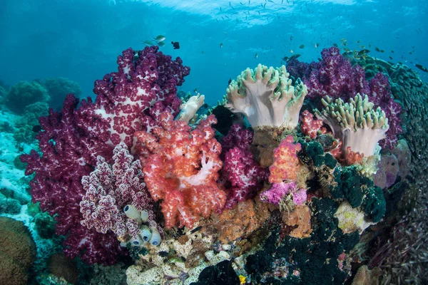 Corais suaves vibrantes no recife em Raja Ampat — Fotografia de Stock