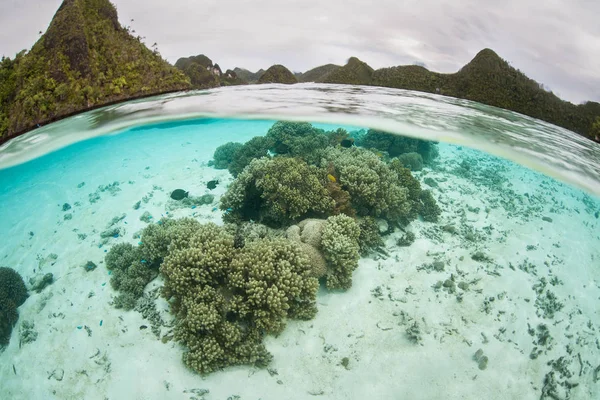 Zerbrechliche Korallen knapp unter der Oberfläche in Raja Ampat — Stockfoto