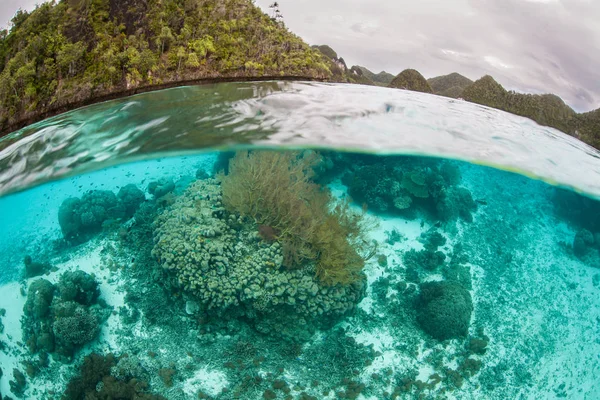 Rafy koralowe tuż pod powierzchnią w Raja Ampat — Zdjęcie stockowe
