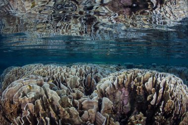 Raja Ampat yüzey altında kırılgan mercan