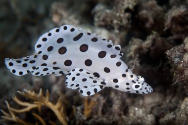 Raja Ampat Polkadot Balık