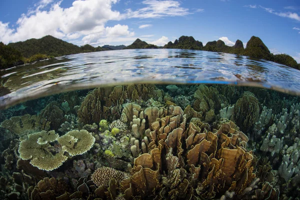 Zerbrechliche Korallen knapp unter der Oberfläche in Raja Ampat — Stockfoto