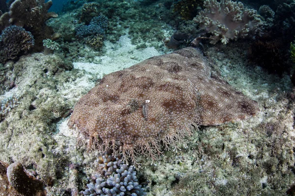 Tiburón de Tasseled Wobbegong en el fondo marino —  Fotos de Stock