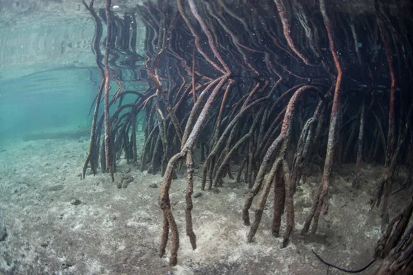 Raíces de manglar en un raja Ampat Blue Water Mangrove — Foto de Stock