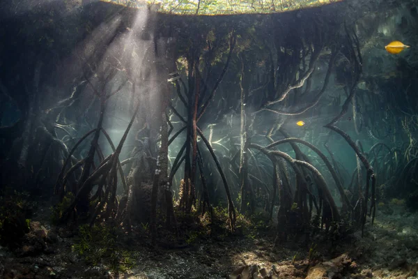 Sininen vesi Mangrove metsä — kuvapankkivalokuva