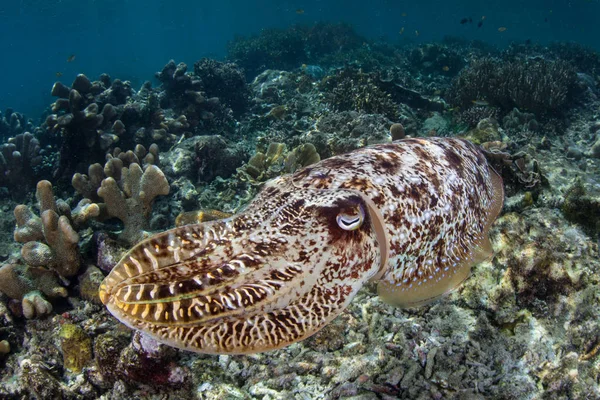 Cuttlefish in Raja Ampat — Stock Photo, Image