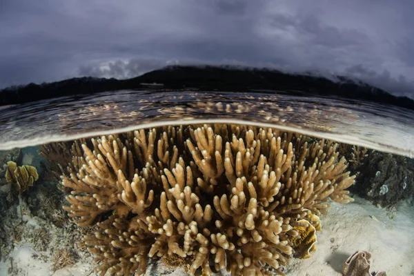 Corales, nubes e islas remotas en Raja Ampat — Foto de Stock