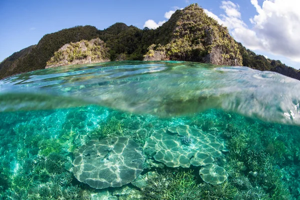 Coraux et calcaire île Raja Ampat — Photo