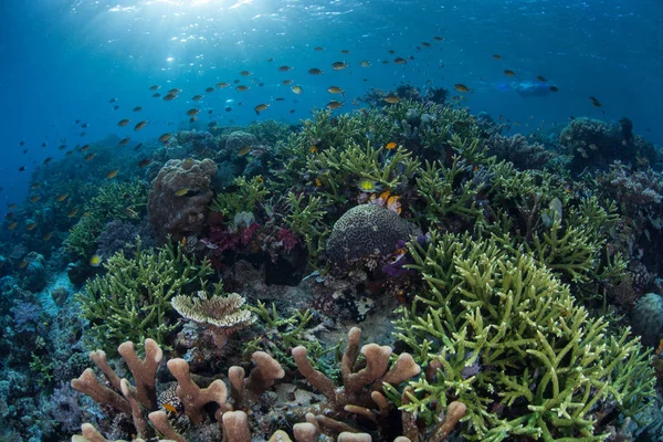 Recife de Coral Saudável em Raja Ampat — Fotografia de Stock