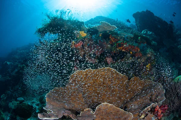 Hermoso arrecife y peces pequeños en Raja Ampat —  Fotos de Stock