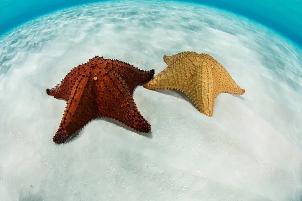 Colorful Starfish in Caribbean Sea — Stock Photo, Image