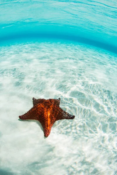 Deniz yıldızı ve açık, sığ su