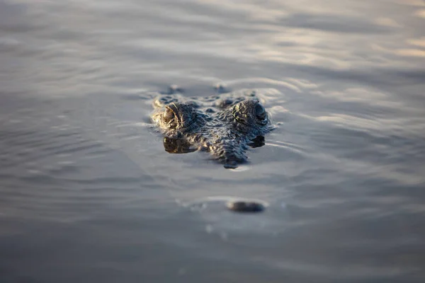 American Crocodile Hiding Under Surface — Stock Photo, Image