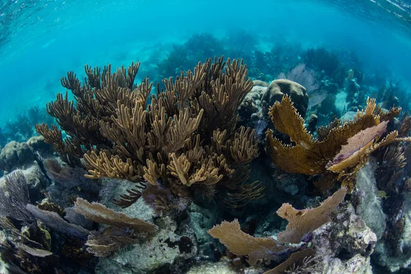 Vackra karibiska koraller — Stockfoto
