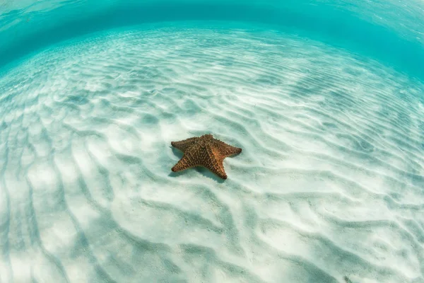 Meeresstern auf karibischem Sand flach — Stockfoto