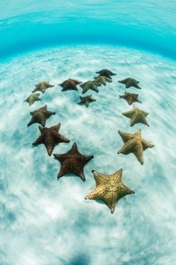 Denizyıldızı kalp Karayipler'de şeklinde