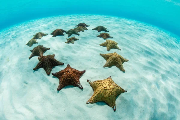 Starfish in Shape of Heart in Caribbean Sea — Stock Photo, Image