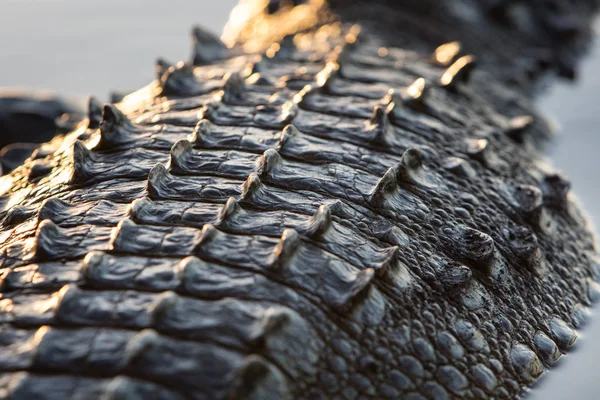 Piel de cocodrilo americano — Foto de Stock