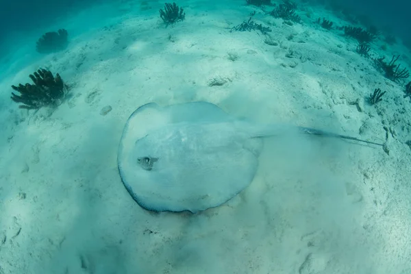 Καραϊβική Whiptail Stingray σε αμμώδη πυθμένα — Φωτογραφία Αρχείου