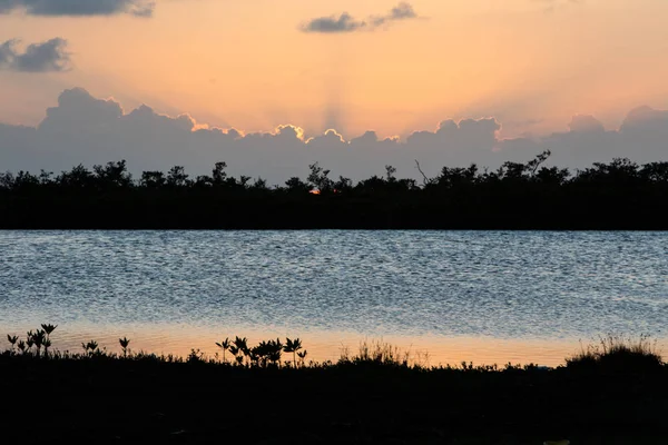 Cadute del tramonto sulla foresta di mangrovie e laguna — Foto Stock