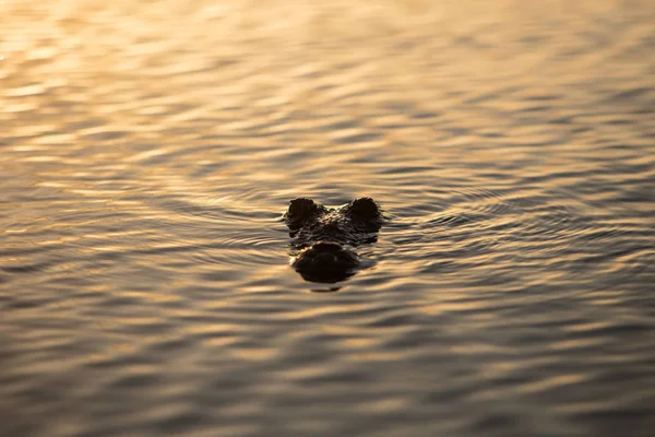 Cocodrilo americano Superficies al atardecer — Foto de Stock