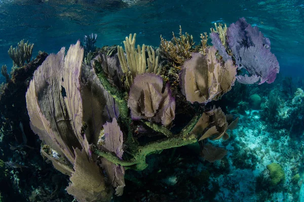 Colorful Gorgonians and Sponges on Caribbean Reef Stock Picture