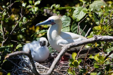 Red-Footed Booby and Chick in Breeding Colony clipart