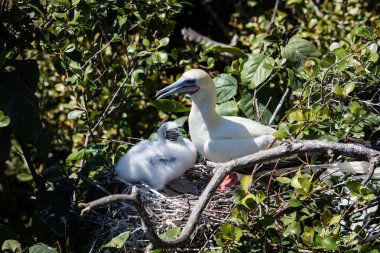 Kırmızı sümsük ve piliç yuvaya