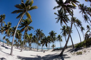 Hindistan cevizi avuç içi üzerinde Half Moon Caye, Belize