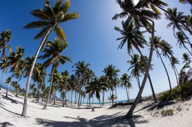 Coconut Palms on Half Moon Caye, Belize clipart