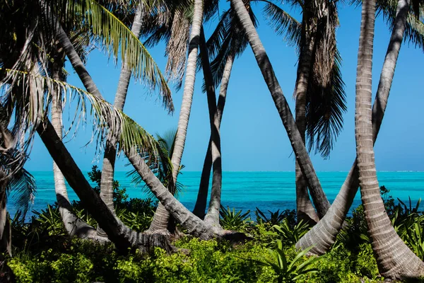 Tropisk ö landskap — Stockfoto