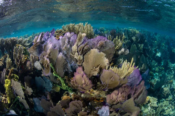 Πολύχρωμα θάλασσα οπαδούς στην άκρη της μπλε τρύπας σε Μπελίζε — Φωτογραφία Αρχείου