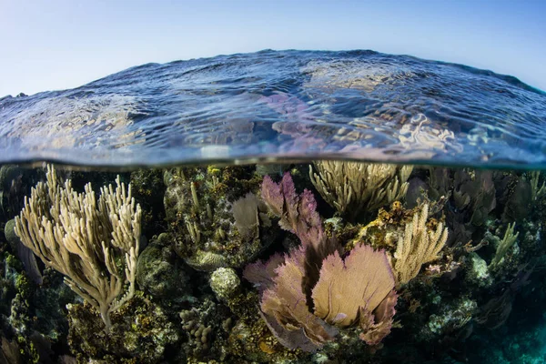 Récif corallien des Caraïbes peu profond — Photo